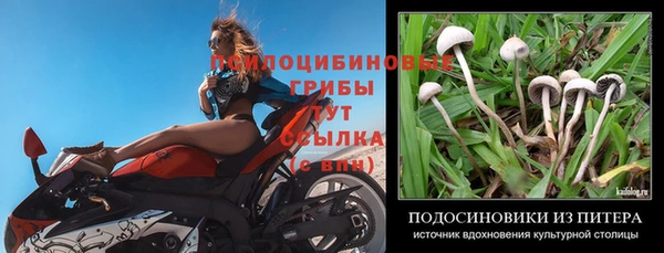 PSILOCYBIN Алзамай